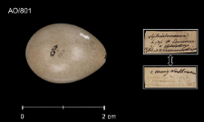 Luscinia svecica