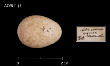 Erithacus rubecula