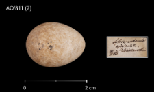 Erithacus rubecula