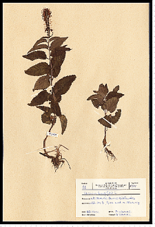 Veronica longifolia L.