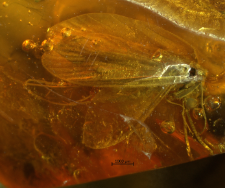 Trichoptera