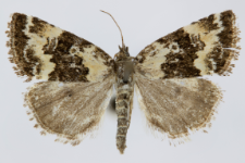 Deltote deceptoria
