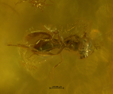 Platygastridae (Scelioninae)