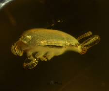 Mycetophagidae