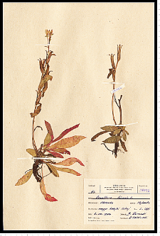 Oenothera biennis L.
