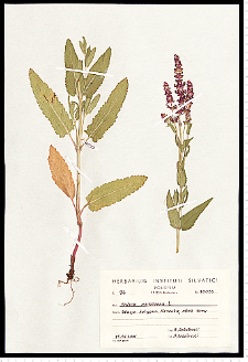 Salvia nemorosa L.