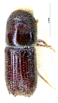 Pityokteines spinidens (E. Reitter, 1895)