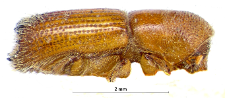Orthotomicus longicollis (L. Gyllenhal, 1827)