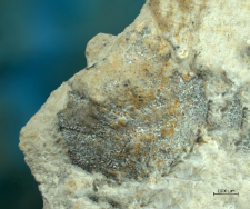 Goniodromites species