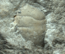 Goniodromites species
