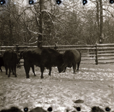 [Fotografie grupowe bydła i żubr&oacute;w z cielętami(2)]