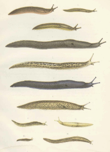 Materyjały do fauny malakologicznej Kr&oacute;lestwa Polskiego