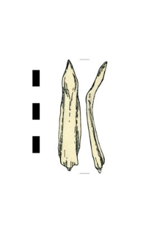 common sturgeon's bone
