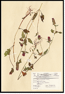 Prunella vulgaris L.