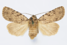 Pyrois effusa