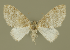 Lobophora halterata (Hufnagel, 1767)
