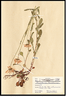 Leucanthemum vulgare Lam. s. s.