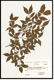 Euonymus verrucosus Scop.