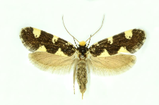 Triaxomera fulvimitrella (Sodoffsky, 1830)