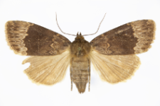 Amphipyra parfula
