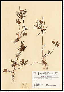 Ranunculus binatus Kit. em. Jasiewicz