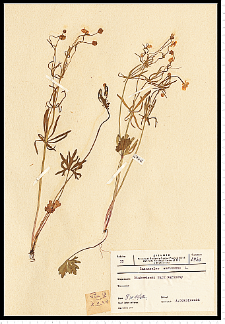 Ranunculus binatus Kit. em. Jasiewicz
