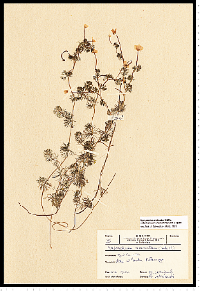 Batrachium circinatum (Sibth.) Fr.