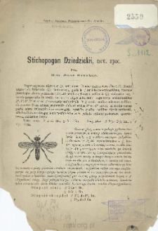 Stichopogon Dziedzickii, nov. spec.