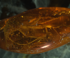 Trichoptera