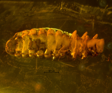 Coleoptera (Cucujiformia)