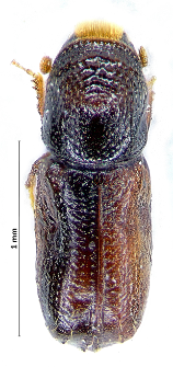 Pityophthorus pityographus (J.T.C. Ratzeburg, 1837)