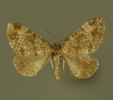 Mesotype didymata (Linnaeus, 1758)