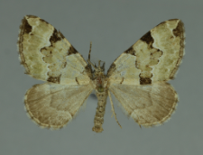 Colostygia pectinataria (Knoch, 1781)