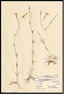Dianthus arenarius L.