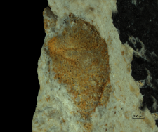 Goniodromites species
