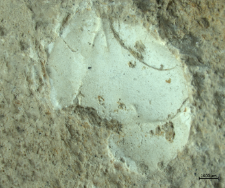 Tanidromites species