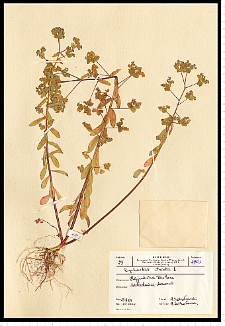 Euphorbia serrulata Thuill.