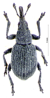 Pseudoperapion brevirostre (J.F.W. Herbst, 1797)