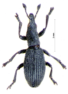 Pseudostenapion simum (E.F. Germar, 1817)