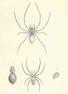 On some Spiders from New Caledonia, Madagascar, and R&eacute;union