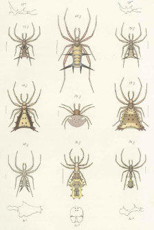 Les Araneides de la Guyane fran&ccedil;aise [p.1]