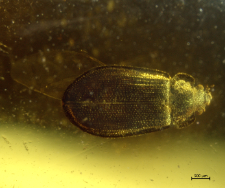 Promanodes serafini