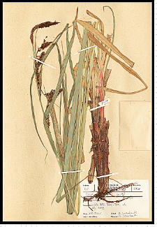 Carex riparia Curtis