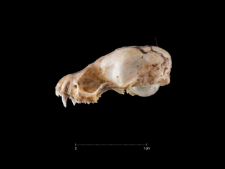 Plecotus austriacus