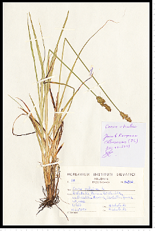 Carex cuprina (I. Sándor ex Heuff.) Nendtv. ex A. Kern.