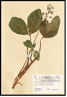 Menyanthes trifoliata L.