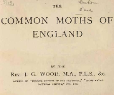 The common moths of England