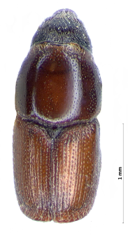 Scolytus pygmaeus (Fabricius, 1787)