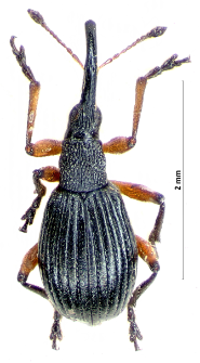 Protapion ononidis (L. Gyllenhal, 1827)