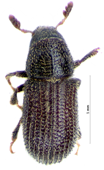 Phloeotribus spinulosus (C. Rey, 1883)